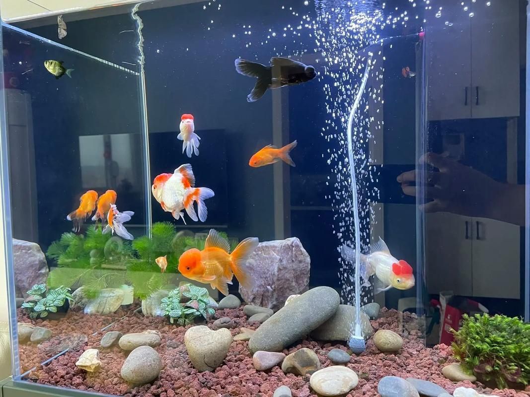 有哪些天然方法可以預防魚鰭發(fā)紅，關于魚鰭發(fā)紅