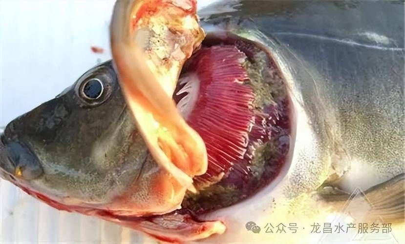 如何判斷魚鰓是否嚴重受損，/魚類健康養殖/魚類健康養殖/魚類健康知識 如何判斷魚鰓是否嚴重受損，/魚類健康養殖/魚類健康養殖/魚類健康知識 龍魚百科 第2張
