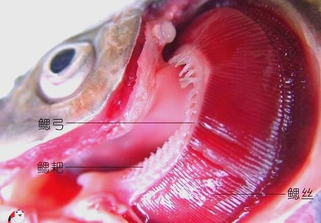 如何判斷魚鰓是否嚴重受損，/魚類健康養殖/魚類健康養殖/魚類健康知識 如何判斷魚鰓是否嚴重受損，/魚類健康養殖/魚類健康養殖/魚類健康知識 龍魚百科 第4張