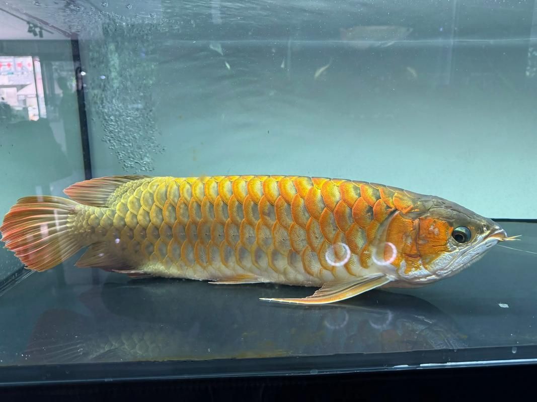 給我一張金龍魚的圖片，金龍魚品種對比表