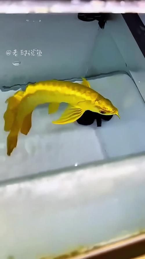 給我一張金龍魚的圖片，金龍魚品種對比表