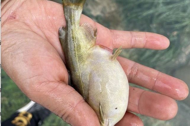 黃顙魚腹水病如何防控，黃顙魚腹水病防控日歷,《龍之戰》有哪些歷史細節