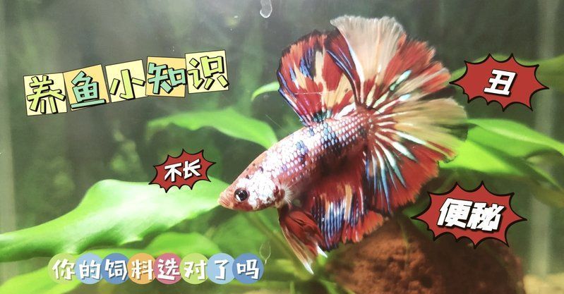 如何判斷魚飼料的質量好壞？，如何判斷魚飼料的好壞？ 如何判斷魚飼料的質量好壞？，如何判斷魚飼料的好壞？ 龍魚百科 第2張