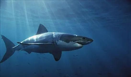 大白鯊魚，奇趣海洋之最-大白鯊篇