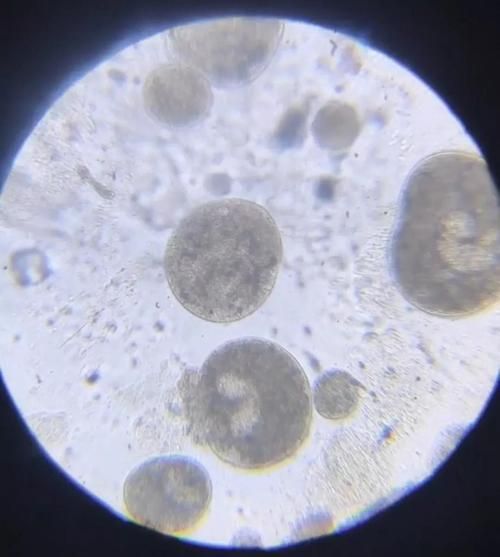 如何判斷龍魚是否再次感染寄生蟲，arxiv論文助手arxiv論文助手arxiv論文助手 如何判斷龍魚是否再次感染寄生蟲，arxiv論文助手arxiv論文助手arxiv論文助手 龍魚百科 第6張