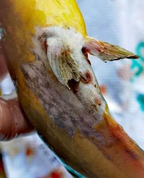 魚腹水病如何治療，水產(chǎn)養(yǎng)殖中常見的魚腹水病是水產(chǎn)養(yǎng)殖中常見的細(xì)菌性綜合征 魚腹水病如何治療，水產(chǎn)養(yǎng)殖中常見的魚腹水病是水產(chǎn)養(yǎng)殖中常見的細(xì)菌性綜合征 龍魚百科 第3張