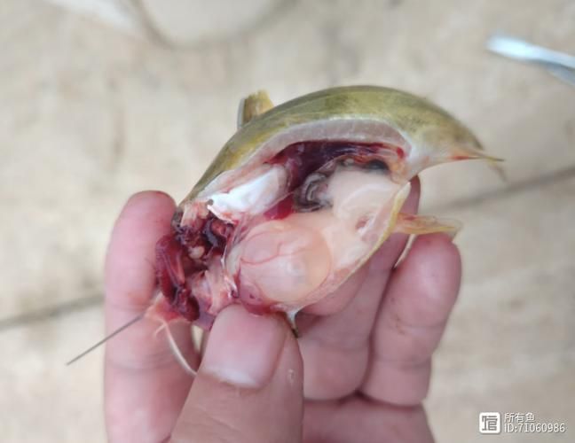 魚腹水病如何治療，水產(chǎn)養(yǎng)殖中常見的魚腹水病是水產(chǎn)養(yǎng)殖中常見的細(xì)菌性綜合征 魚腹水病如何治療，水產(chǎn)養(yǎng)殖中常見的魚腹水病是水產(chǎn)養(yǎng)殖中常見的細(xì)菌性綜合征 龍魚百科 第1張