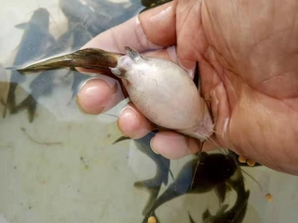 魚腹水病如何治療，水產(chǎn)養(yǎng)殖中常見的魚腹水病是水產(chǎn)養(yǎng)殖中常見的細(xì)菌性綜合征 魚腹水病如何治療，水產(chǎn)養(yǎng)殖中常見的魚腹水病是水產(chǎn)養(yǎng)殖中常見的細(xì)菌性綜合征 龍魚百科 第5張
