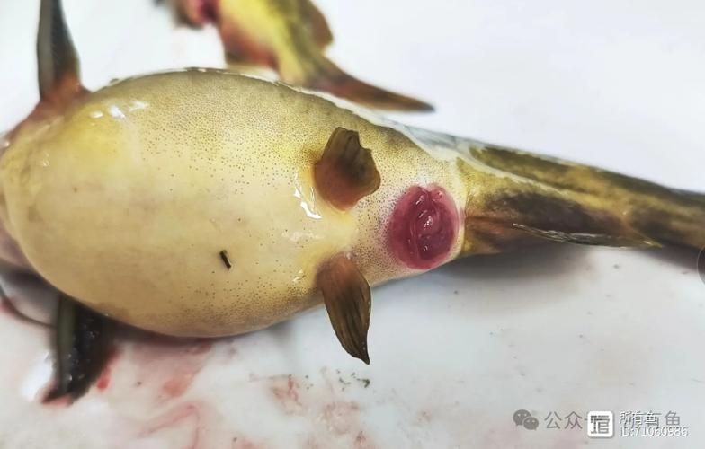 魚腹水病如何治療，水產(chǎn)養(yǎng)殖中常見的魚腹水病是水產(chǎn)養(yǎng)殖中常見的細(xì)菌性綜合征 魚腹水病如何治療，水產(chǎn)養(yǎng)殖中常見的魚腹水病是水產(chǎn)養(yǎng)殖中常見的細(xì)菌性綜合征 龍魚百科 第4張
