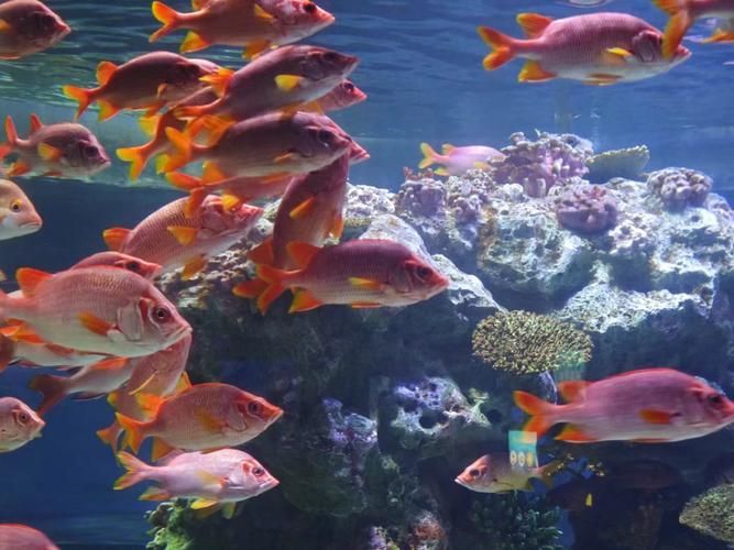 紅勾銀板魚的飼養方法，myloplusrubripinnis勾銀板魚的飼養指南 紅勾銀板魚的飼養方法，myloplusrubripinnis勾銀板魚的飼養指南 龍魚百科 第5張