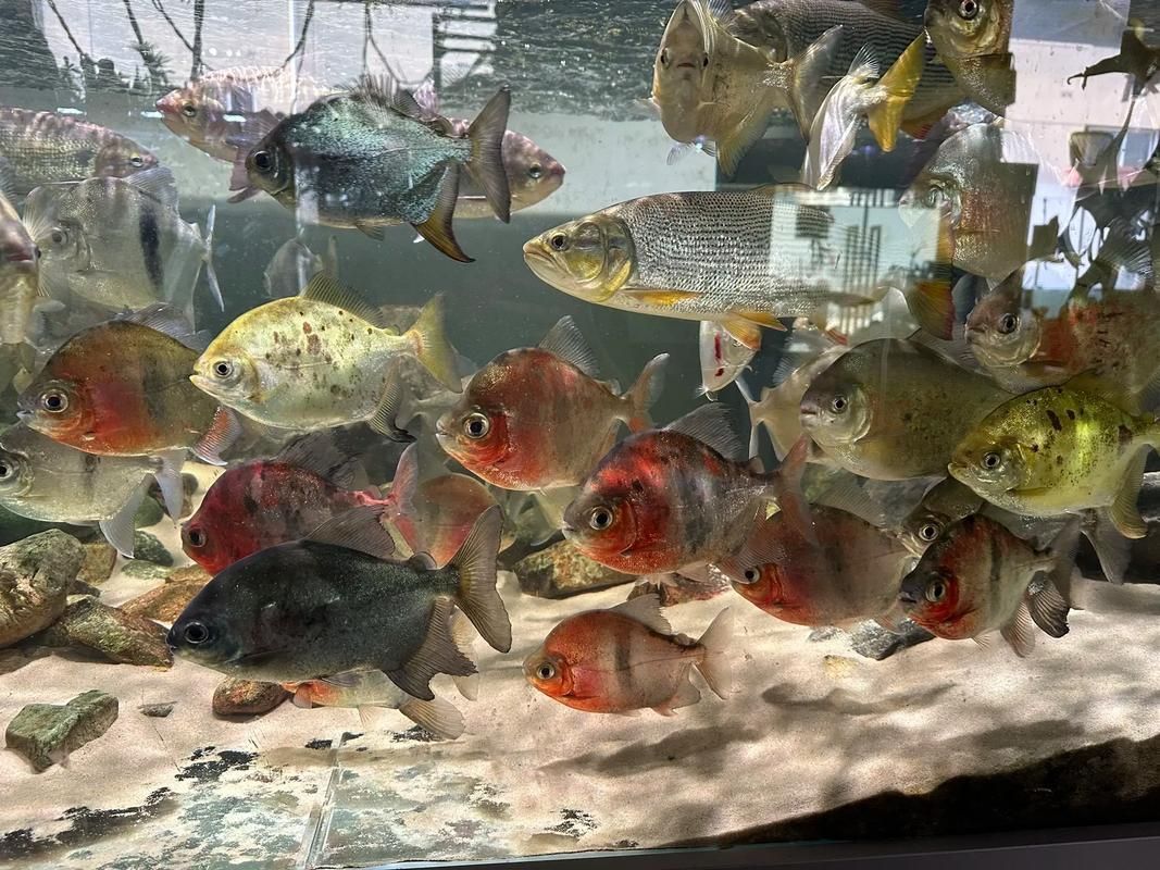 紅勾銀板魚的飼養方法，myloplusrubripinnis勾銀板魚的飼養指南 紅勾銀板魚的飼養方法，myloplusrubripinnis勾銀板魚的飼養指南 龍魚百科 第4張