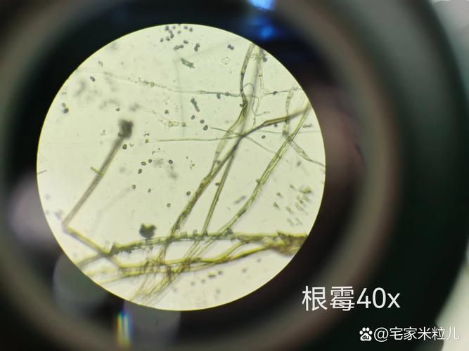小型魚疾病如何治療？，arxiv論文助手（arxiv論文助手（arxiv論文助手）