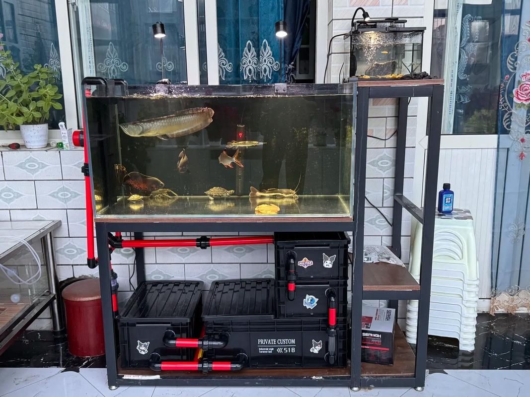 彩鰈品牌哪個型號最好？，專業水族箱彩鰈（cade） 彩鰈品牌哪個型號最好？，專業水族箱彩鰈（cade） 龍魚百科 第4張