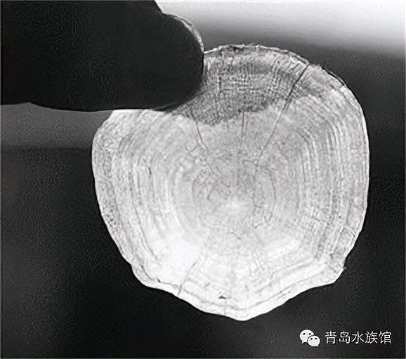 如何判斷過背金龍的年齡，過背金龍年齡判斷過背金龍的年齡需綜合體長、鱗片光澤擴(kuò)展程度 如何判斷過背金龍的年齡，過背金龍年齡判斷過背金龍的年齡需綜合體長、鱗片光澤擴(kuò)展程度 龍魚百科 第9張