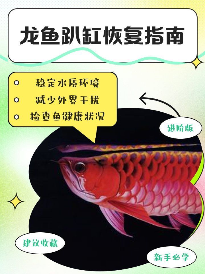 紅龍趴缸后如何恢復(fù)食欲，紅龍魚趴缸后如何恢復(fù)食欲 紅龍趴缸后如何恢復(fù)食欲，紅龍魚趴缸后如何恢復(fù)食欲 龍魚百科 第2張