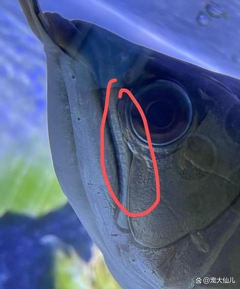 如何預防龍魚白霉病的發生,龍魚白霉病預防 龍魚百科 第4張 如何預防龍魚白霉病的發生,龍魚白霉病預防 如何預防龍魚白霉病的發生,龍魚白霉病預防 龍魚百科 第4張