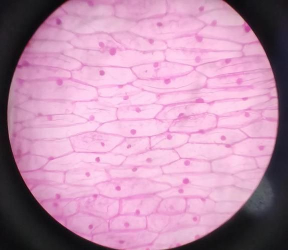 如何辨別頂級紅龍魚的真偽，如何辨別頂級紅龍魚 如何辨別頂級紅龍魚的真偽，如何辨別頂級紅龍魚 龍魚百科 第2張