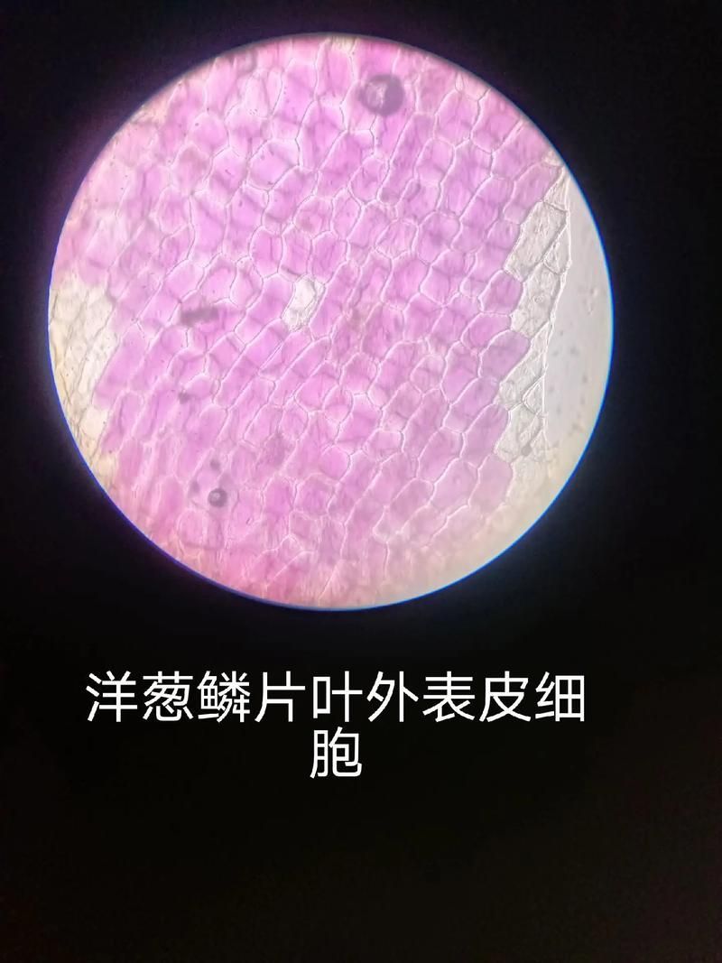 如何辨別頂級紅龍魚的真偽，如何辨別頂級紅龍魚 如何辨別頂級紅龍魚的真偽，如何辨別頂級紅龍魚 龍魚百科 第6張