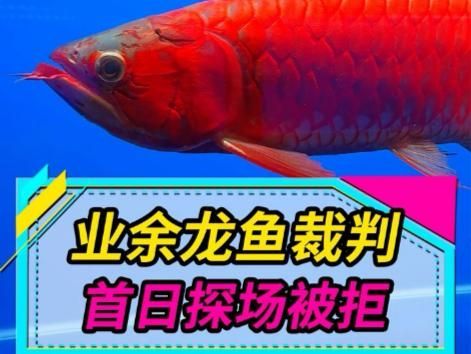 如何辨別頂級紅龍魚的真偽，如何辨別頂級紅龍魚 如何辨別頂級紅龍魚的真偽，如何辨別頂級紅龍魚 龍魚百科 第7張