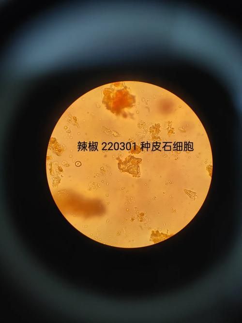 如何辨別頂級紅龍魚的真偽，如何辨別頂級紅龍魚 如何辨別頂級紅龍魚的真偽，如何辨別頂級紅龍魚 龍魚百科 第1張