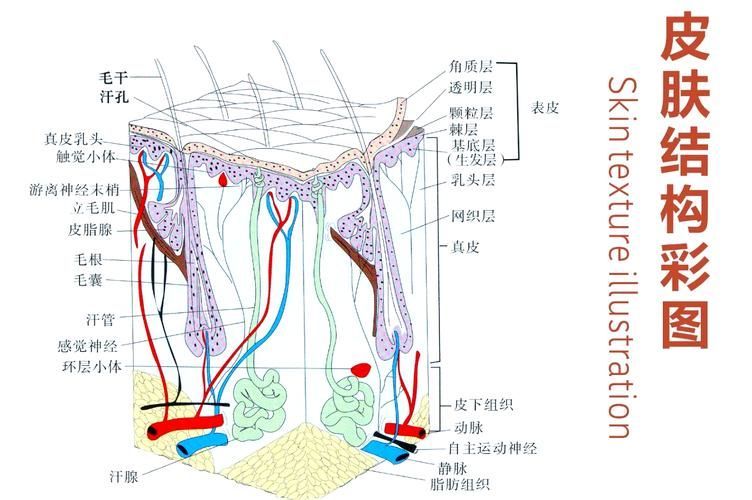 如何判斷珠鱗是否退化，mcp工具arxiv論文助手arxiv論文助手判斷珠鱗是否退化 如何判斷珠鱗是否退化，mcp工具arxiv論文助手arxiv論文助手判斷珠鱗是否退化 龍魚百科 第5張