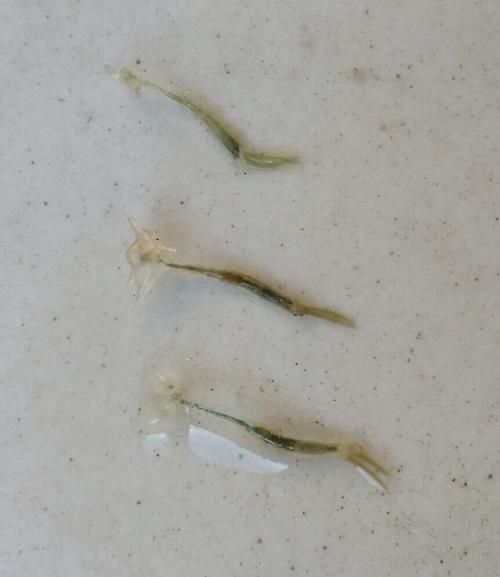如何預防魚身上出現蛆狀寄生蟲,水產養殖動物疫病防控 龍魚百科 第5張 如何預防魚身上出現蛆狀寄生蟲,水產養殖動物疫病防控 如何預防魚身上出現蛆狀寄生蟲,水產養殖動物疫病防控 龍魚百科 第5張