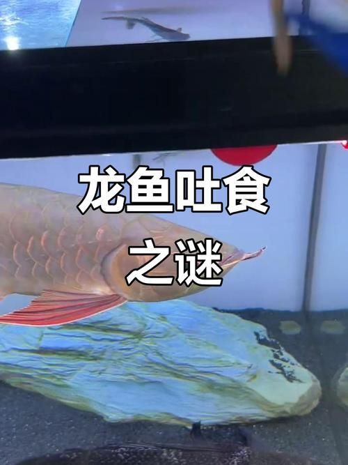 有哪些活餌適合龍魚投喂 有哪些活餌適合龍魚投喂 龍魚百科 第6張