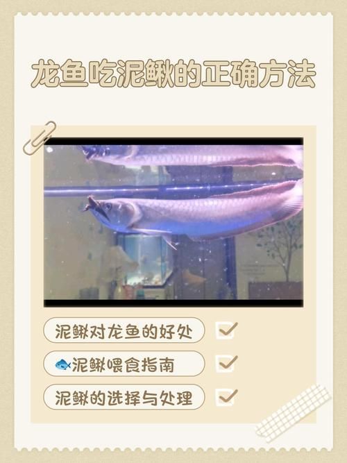 有哪些活餌適合龍魚投喂 有哪些活餌適合龍魚投喂 龍魚百科 第5張