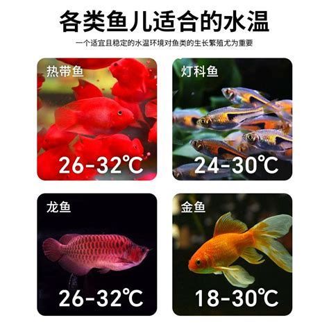 龍魚31度需要多久降溫一次，31℃需要多久降溫一次 龍魚31度需要多久降溫一次，31℃需要多久降溫一次 龍魚百科 第1張