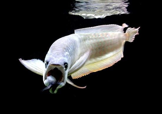 龍魚品種有哪些分類，十款熱門龍魚大揭秘