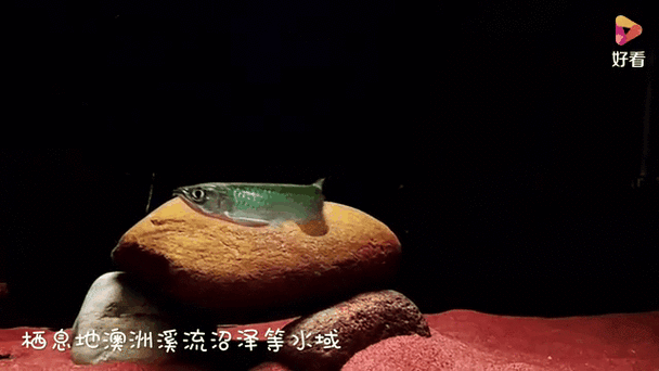 龍魚品種有哪些分類，十款熱門龍魚大揭秘