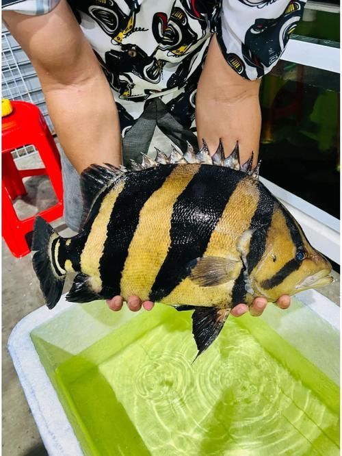 福虎異型虎魚純色虎魚，“?；?異型虎魚，純色虎魚，