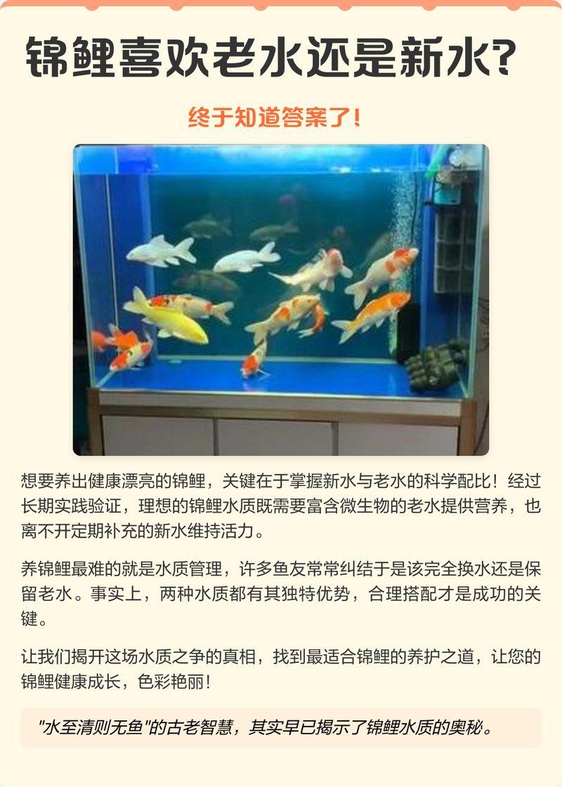 龍鳳錦鯉多久換一次水？，龍鳳錦鯉多久換一次水 龍鳳錦鯉多久換一次水？，龍鳳錦鯉多久換一次水 龍魚百科 第2張