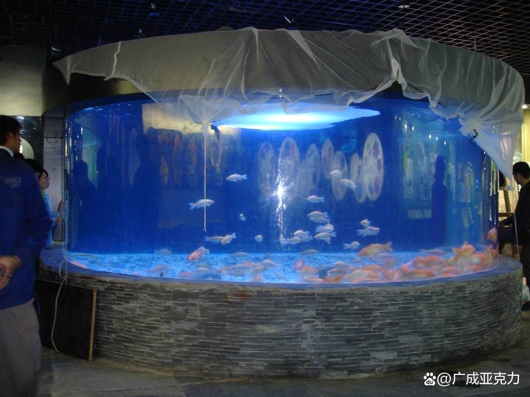 如何購買麥肯斯銀版魚?,→購買麥肯斯銀版魚需補(bǔ)充1000字說明和配圖 龍魚百科 第3張 如何購買麥肯斯銀版魚?,→購買麥肯斯銀版魚需補(bǔ)充1000字說明和配圖 如何購買麥肯斯銀版魚?,→購買麥肯斯銀版魚需補(bǔ)充1000字說明和配圖 龍魚百科 第3張