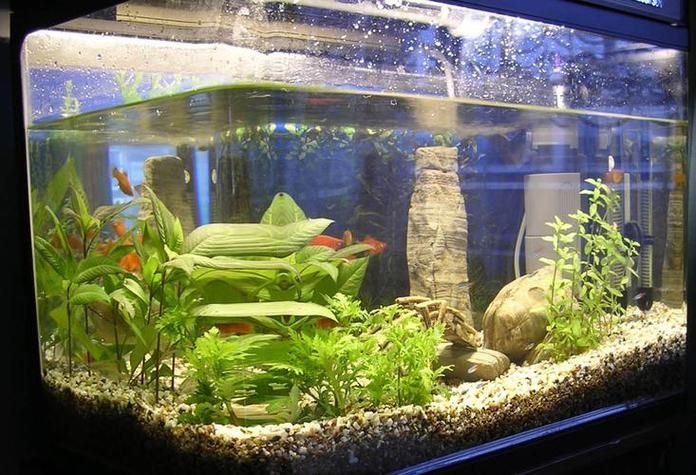 如何購買麥肯斯銀版魚?,→購買麥肯斯銀版魚需補(bǔ)充1000字說明和配圖 龍魚百科 第4張 如何購買麥肯斯銀版魚?,→購買麥肯斯銀版魚需補(bǔ)充1000字說明和配圖 如何購買麥肯斯銀版魚?,→購買麥肯斯銀版魚需補(bǔ)充1000字說明和配圖 龍魚百科 第4張