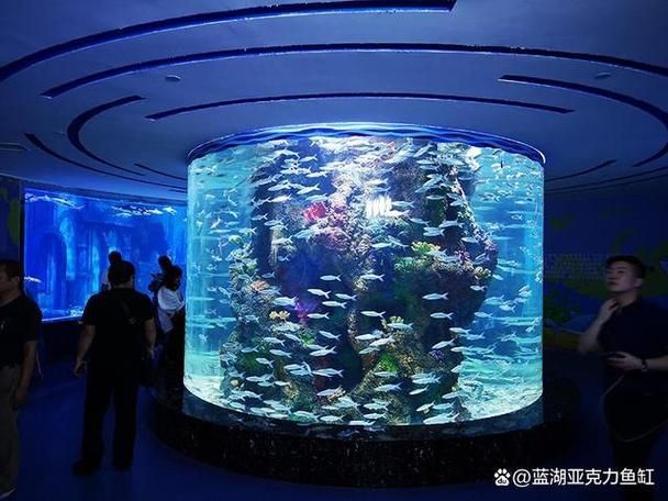 如何購買麥肯斯銀版魚?,→購買麥肯斯銀版魚需補(bǔ)充1000字說明和配圖 龍魚百科 第5張 如何購買麥肯斯銀版魚?,→購買麥肯斯銀版魚需補(bǔ)充1000字說明和配圖 如何購買麥肯斯銀版魚?,→購買麥肯斯銀版魚需補(bǔ)充1000字說明和配圖 龍魚百科 第5張