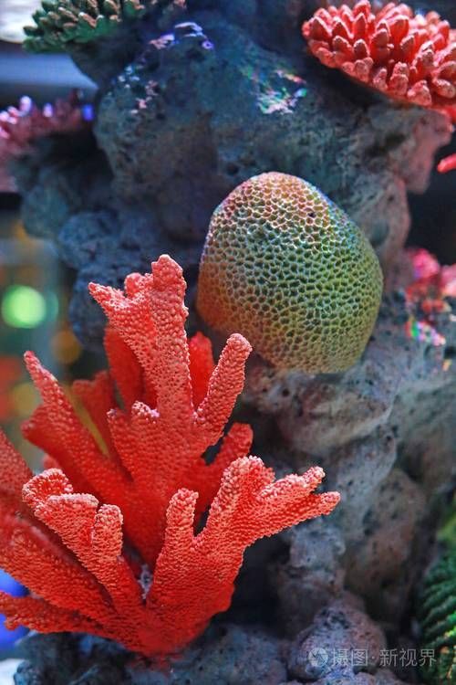如何購買麥肯斯銀版魚?,→購買麥肯斯銀版魚需補(bǔ)充1000字說明和配圖 龍魚百科 第1張 如何購買麥肯斯銀版魚?,→購買麥肯斯銀版魚需補(bǔ)充1000字說明和配圖 如何購買麥肯斯銀版魚?,→購買麥肯斯銀版魚需補(bǔ)充1000字說明和配圖 龍魚百科 第1張