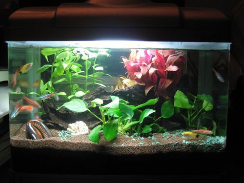 如何購買麥肯斯銀版魚?,→購買麥肯斯銀版魚需補(bǔ)充1000字說明和配圖 龍魚百科 第6張 如何購買麥肯斯銀版魚?,→購買麥肯斯銀版魚需補(bǔ)充1000字說明和配圖 如何購買麥肯斯銀版魚?,→購買麥肯斯銀版魚需補(bǔ)充1000字說明和配圖 龍魚百科 第6張