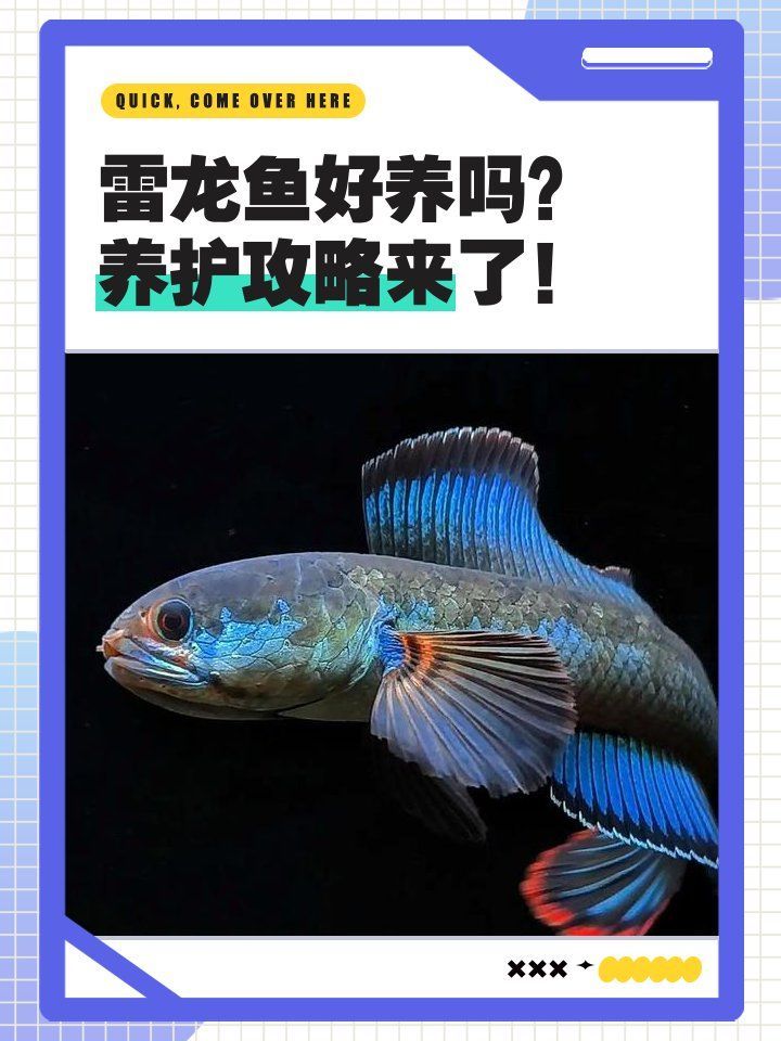 冷水雷龍魚飼養難度如何？，冷水雷龍魚好養嗎養護攻略來了寵物健康日志 冷水雷龍魚飼養難度如何？，冷水雷龍魚好養嗎養護攻略來了寵物健康日志 龍魚百科 第2張