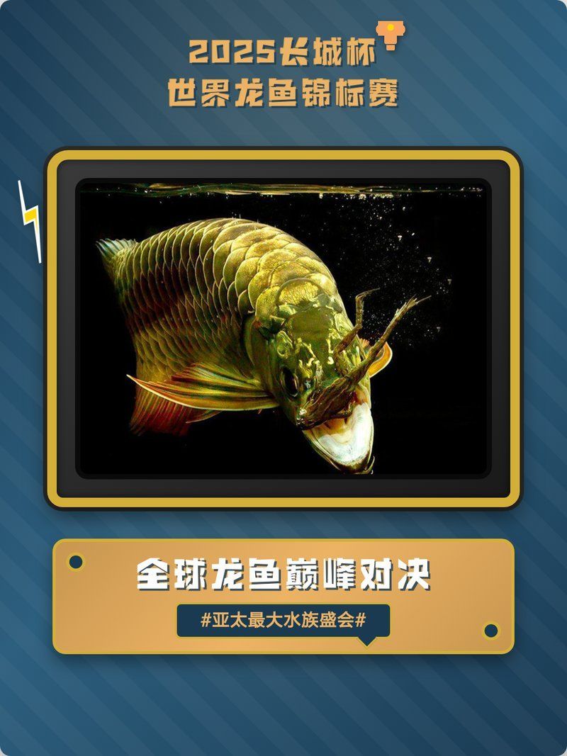 2025長城杯龍魚大賽，2025長城杯龍魚大賽的基本信息 2025長城杯龍魚大賽，2025長城杯龍魚大賽的基本信息 龍魚百科 第9張
