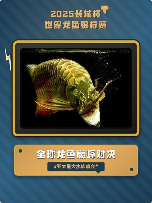2025長城杯龍魚大賽，2025長城杯龍魚大賽的基本信息 2025長城杯龍魚大賽，2025長城杯龍魚大賽的基本信息 龍魚百科 第5張