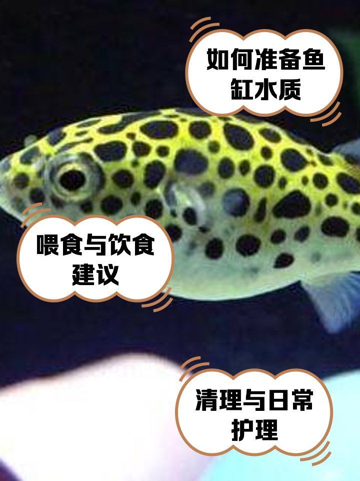 如何為潛水艇魚提供健康環境？，新手怎么才能養好潛水艇魚 如何為潛水艇魚提供健康環境？，新手怎么才能養好潛水艇魚 龍魚百科 第2張