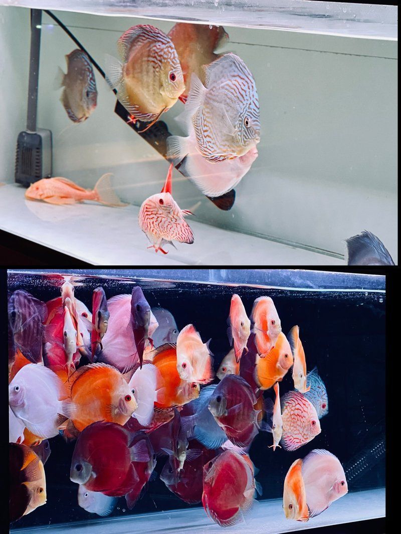 這兩個魚場哪個有紅金龍魚？，西安祥龍魚場 這兩個魚場哪個有紅金龍魚？，西安祥龍魚場 龍魚百科 第2張
