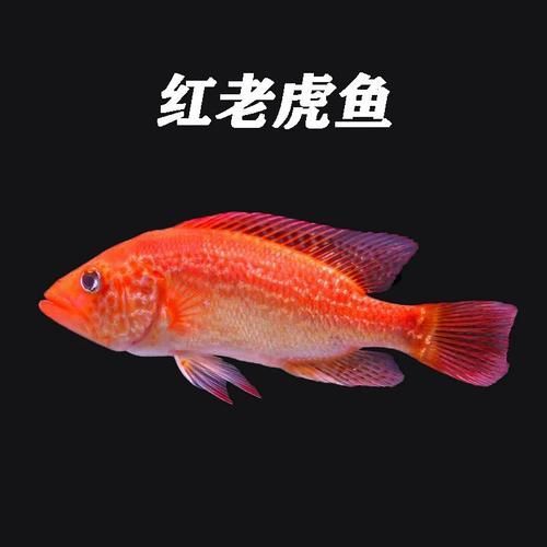 紅老虎魚的價格是多少？，紅老虎魚的價格 紅老虎魚的價格是多少？，紅老虎魚的價格 龍魚百科 第1張