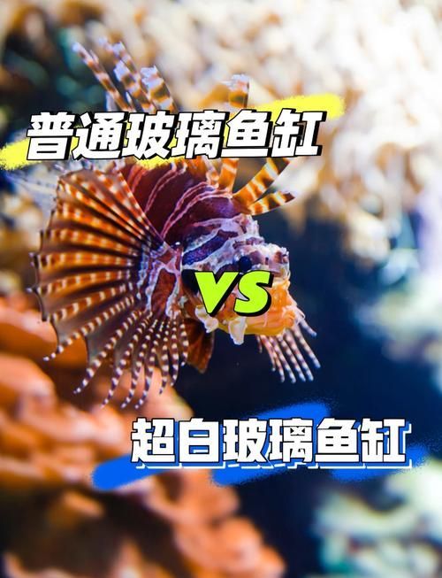 如何判斷魚缸的質(zhì)量?,性價比高的魚缸推薦 龍魚百科 第3張 如何判斷魚缸的質(zhì)量?,性價比高的魚缸推薦 如何判斷魚缸的質(zhì)量?,性價比高的魚缸推薦 龍魚百科 第3張