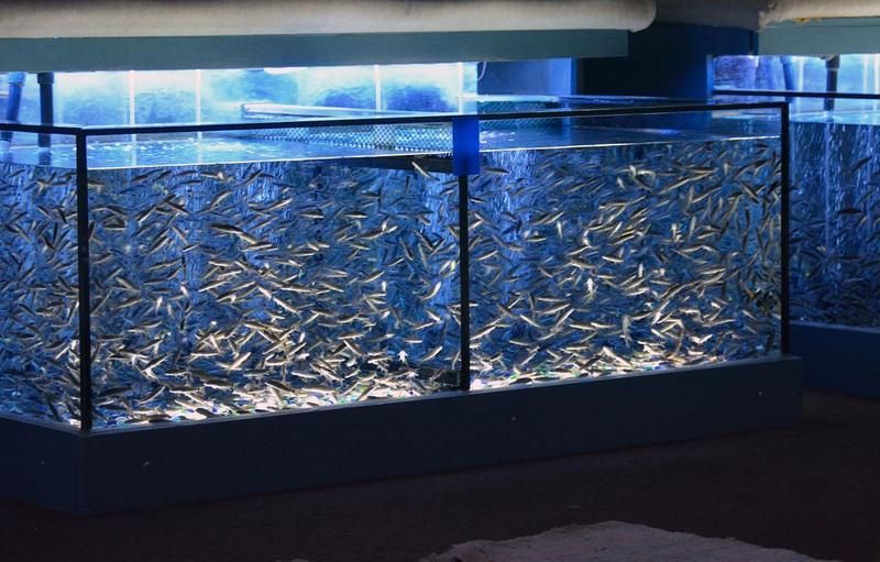 如何判斷魚缸的質(zhì)量？，性價比高的魚缸推薦 如何判斷魚缸的質(zhì)量？，性價比高的魚缸推薦 龍魚百科 第6張