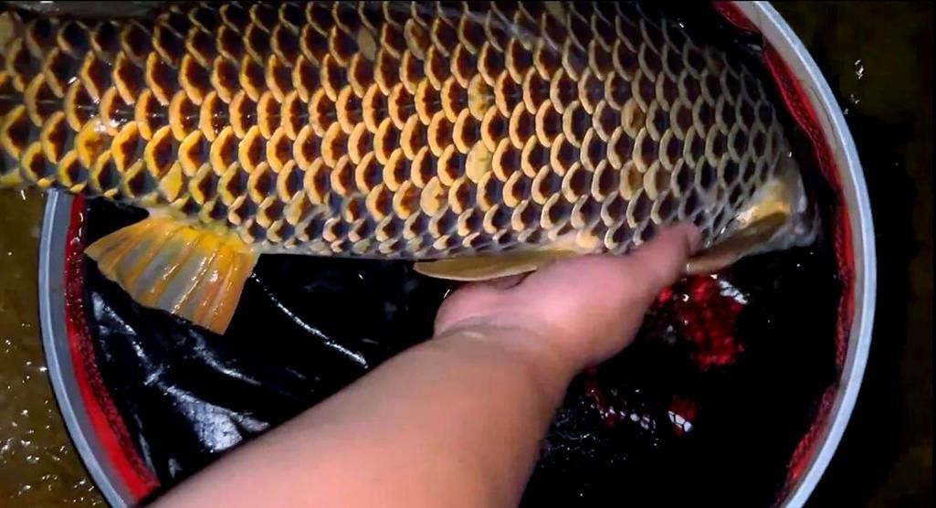 七紋巨鯉魚的市場價格是多少?,七紋巨鯉魚價格 龍魚百科 第2張 七紋巨鯉魚的市場價格是多少?,七紋巨鯉魚價格 七紋巨鯉魚的市場價格是多少?,七紋巨鯉魚價格 龍魚百科 第2張