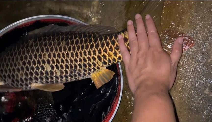 七紋巨鯉魚的市場價格是多少?,七紋巨鯉魚價格 龍魚百科 第1張 七紋巨鯉魚的市場價格是多少?,七紋巨鯉魚價格 七紋巨鯉魚的市場價格是多少?,七紋巨鯉魚價格 龍魚百科 第1張