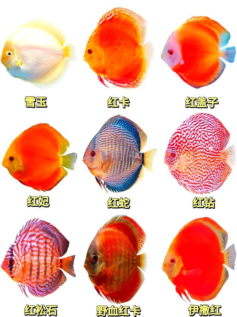 七彩神仙魚，七彩神仙魚品種大揭秘