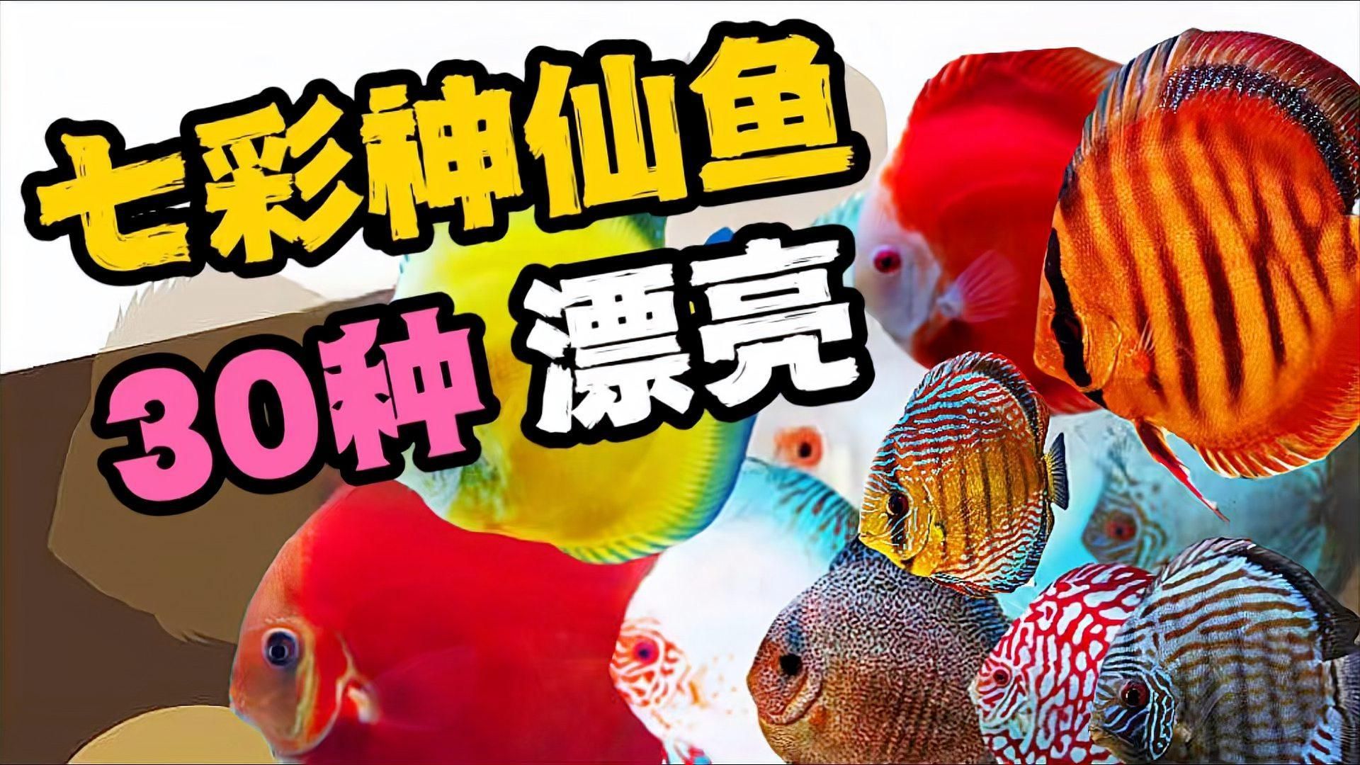 七彩神仙魚，七彩神仙魚品種大揭秘